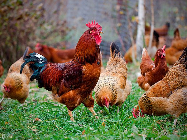 Породы куриц | ЗооТом - продажа, вязка и услуги для животных в Новошахтинске
