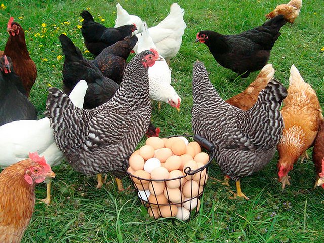 Содержание кур и уход за ними | ЗооТом - продажа, вязка и услуги для животных в Новошахтинске