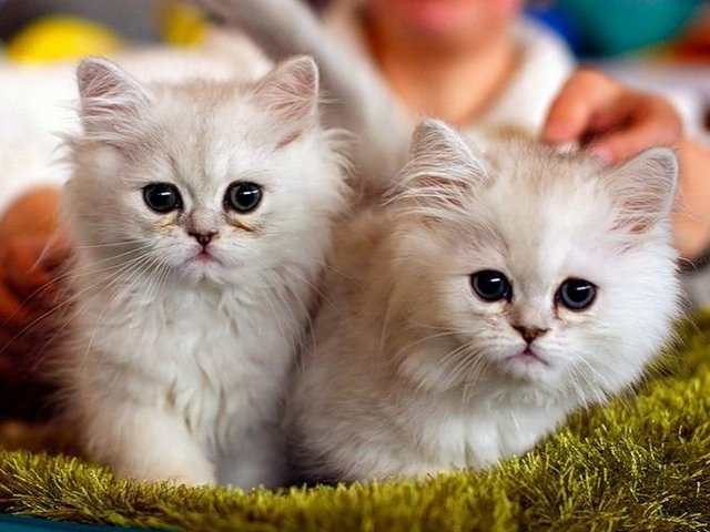 Породы кошек в Новошахтинске | ЗооТом портал о животных