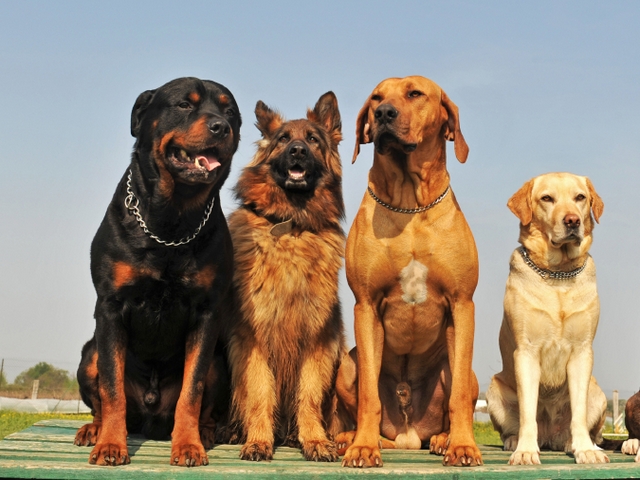 Крупные породы собак в Новошахтинске | ЗооТом портал о животных